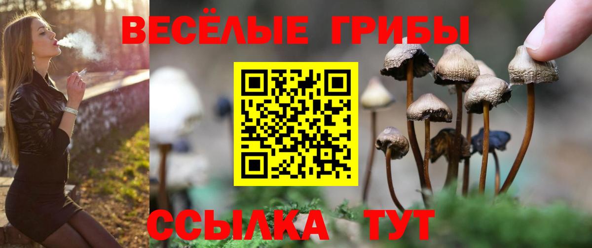 Псилоцибиновые грибы Psilocybe Орехово-Зуево